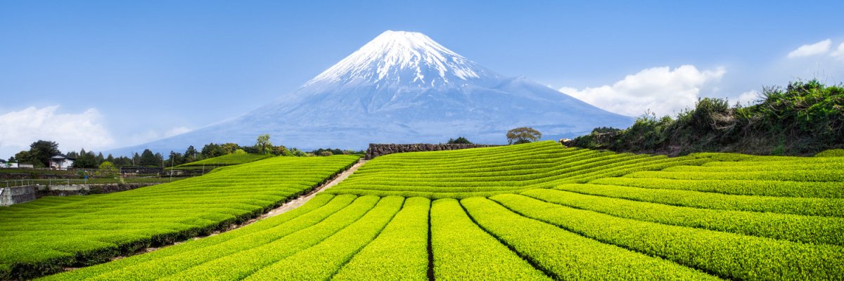 Tea with Tae joins Japan America Society of Colorado - Tea with Tae