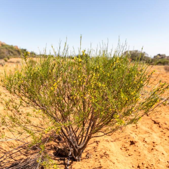 Caramel Rooibos - Tea with Tae