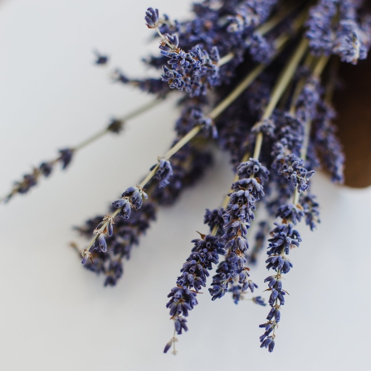 Wholesale Lavender Earl Grey Mini Tube - Tea with Tae